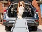 PetSafe Happy Ride Compact Telescoping Dog Ramp – Portable Pet Ramp for Cars, Trucks & SUVs with Adjustable Sizing – Non-Slip Design – Lightweight Pet Mobility Assistance – Extra Long - Image 3
