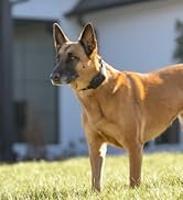 dd338d88-24fd-4c6d-9732-851fbb39bafd.__CR20328360_PT0_SX166_V1___.jpg PetSafe Stay & Play Wireless Fence Receive Collar – Rechargeable and Waterproof Receiver Collar with Quick Charge in 2-3 Hours – for Dogs 5lb+ - Image 1
